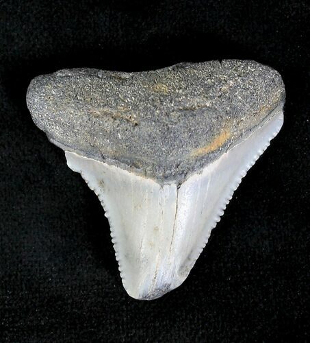 Bargain Megalodon Tooth - Florida #20198